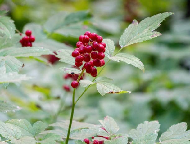 The Baneberry shrub